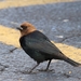 Brown-headed Cowbird - Photo (c) Carlos Sanchez, some rights reserved (CC BY-NC), uploaded by Carlos Sanchez