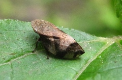 Lepyronia