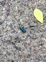 Pseudoxycheila bipustulata