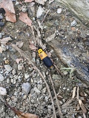 Chauliognathus heros