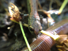 Batrachoseps gavilanensis