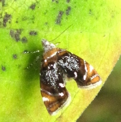 Prochoreutis inflatella