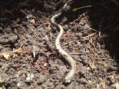 Batrachoseps gavilanensis