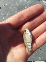 Floridichthys carpio