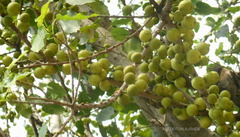 Pteropodidae
