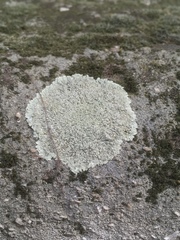 Protoparmeliopsis muralis