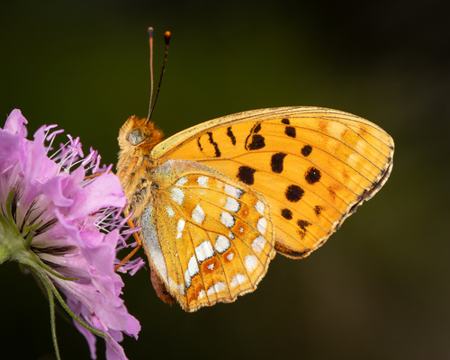 High Brown Fritillary, Provincia del Verbano-Cusio-Ossola, Italia, photo 7 of 10