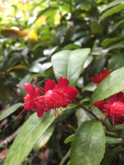 Capsicum