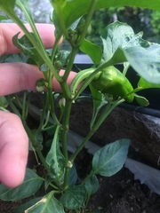 Capsicum