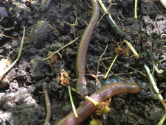 Batrachoseps gavilanensis