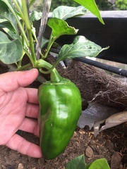 Capsicum