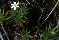 Stylidium subulatum