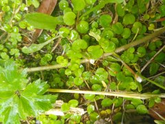 Epilobium nummulariifolium