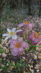 Lilium rubescens
