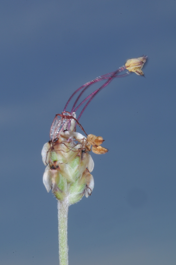Plantago brasiliensis