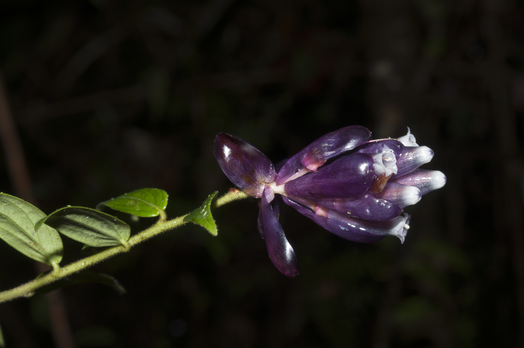 Cavendishia angustifolia