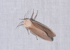 Creatonotos transiens vacillans