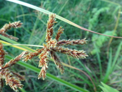 Cyperus imbricatus