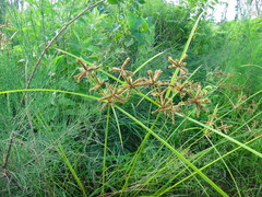 Cyperus imbricatus