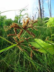 Cyperus imbricatus