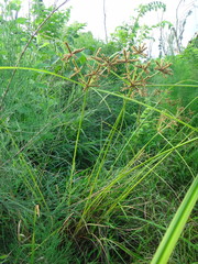Cyperus imbricatus
