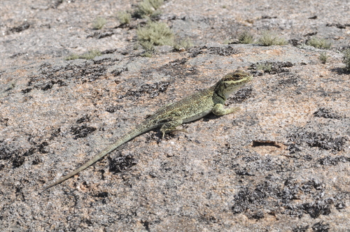 Pristidactylus achalensis
