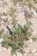 Lupinus honoratus