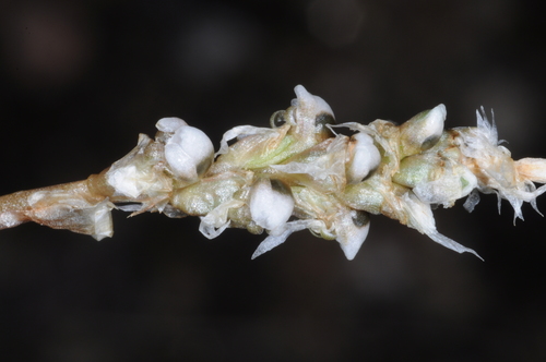 Image of Aa achalensis by (c) aacocucci, some rights reserved (CC BY)