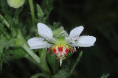Blumenbachia hieronymi