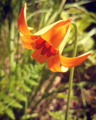Lilium maritimum