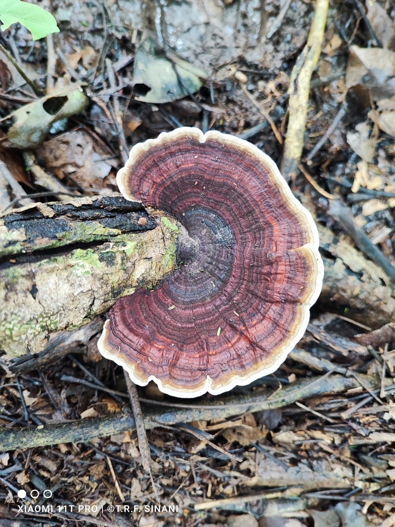 Hexagonia papyracea · March 2023 · photo: © trfsinani (iNaturalist, cc-by)