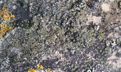 Acarospora glaucocarpa