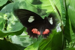 Parides anchises
