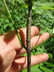 Sympistis chionanthi