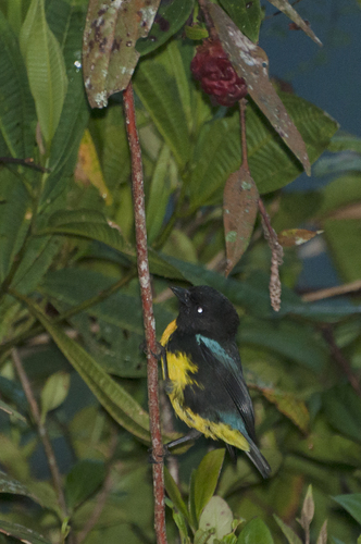 Bangsia melanochlamys