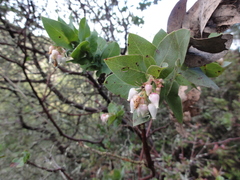 Arctostaphylos pallida