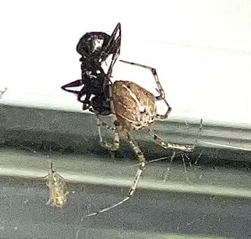 Tent Cobweb Weaver photo 2