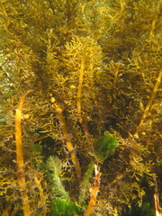 Carpophyllum plumosum