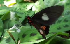 Parides anchises