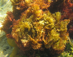 Melanthalia abscissa