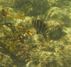 Chirodactylus spectabilis