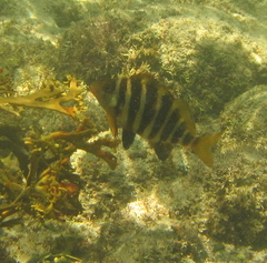 Chirodactylus spectabilis