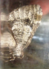 Stamnodes gibbicostata