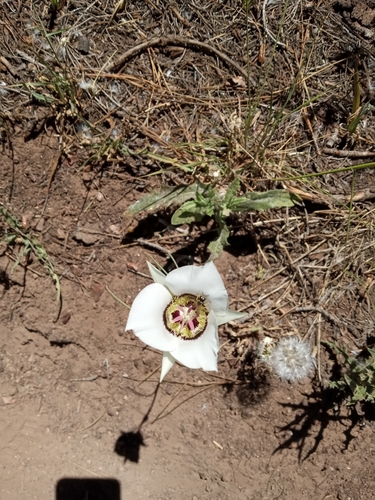 Image of Arizona Mariposa Lily (Calochortus ambiguus) by no rights reserved