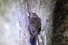 Short-Billed Leaftosser photo 2