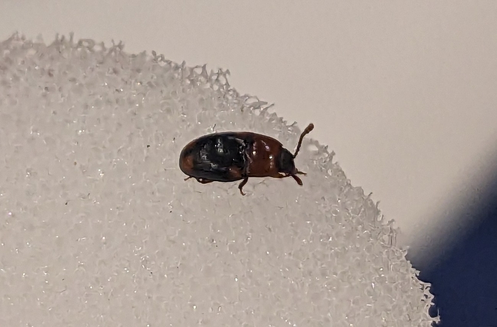 Combocerus