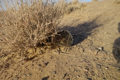 Hemiechinus auritus