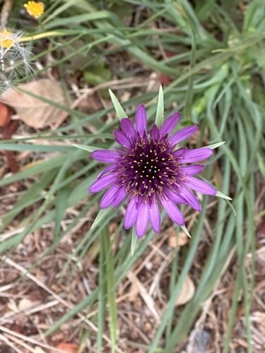 Tragopogon porrifolius