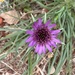 Purple Salsify - Photo (c) Robert Levy, some rights reserved (CC BY-NC), uploaded by Robert Levy