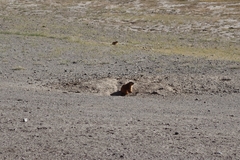 Marmota caudata